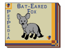PetPedia - Bat-Eared Fox