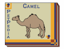 PetPedia - Camel
