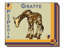 PetPedia - Giraffe
