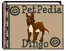 PetPedia - Dingo