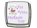 PetPedia - Holland Lop