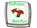 PetPedia - Red Fox