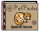 PetPedia - Spotted Cuscus