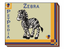 PetPedia - Zebra